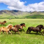mongolia10