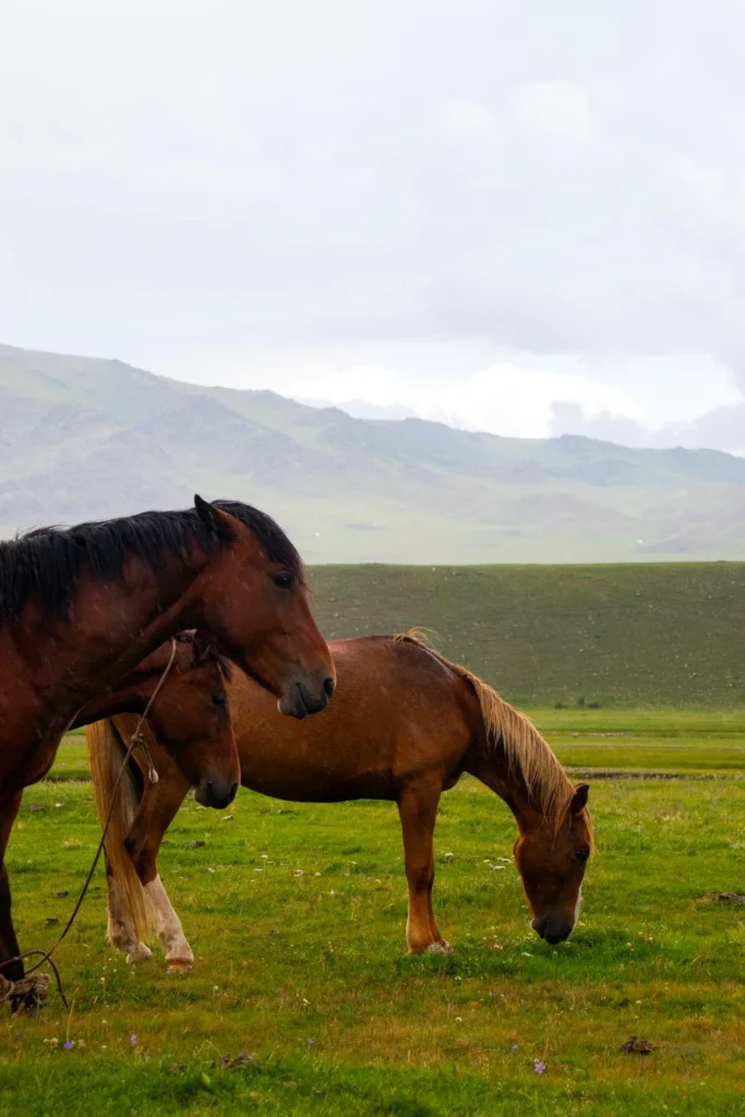 mongolia15