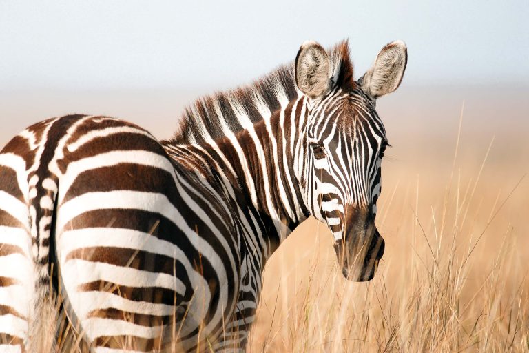Kenya’s Most Iconic Wildlife Landmarks