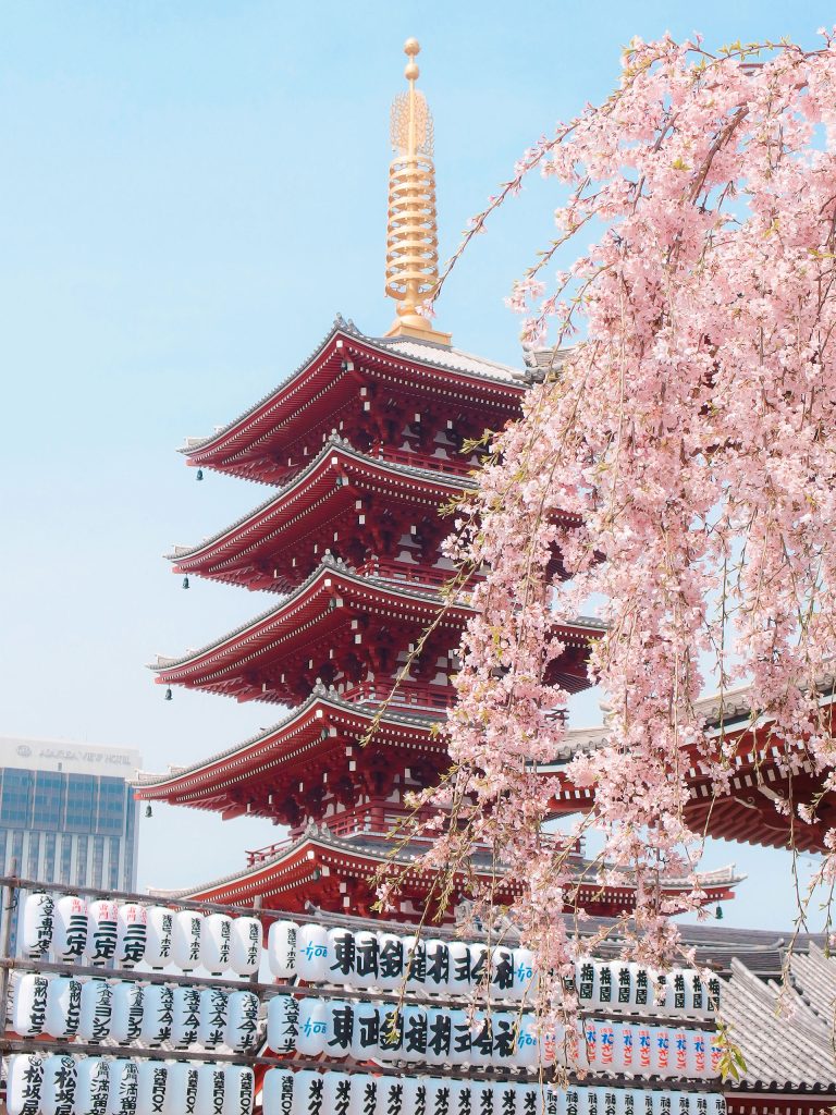 Exploring Japan’s Cultural Beauty During Cherry Blossom Season
