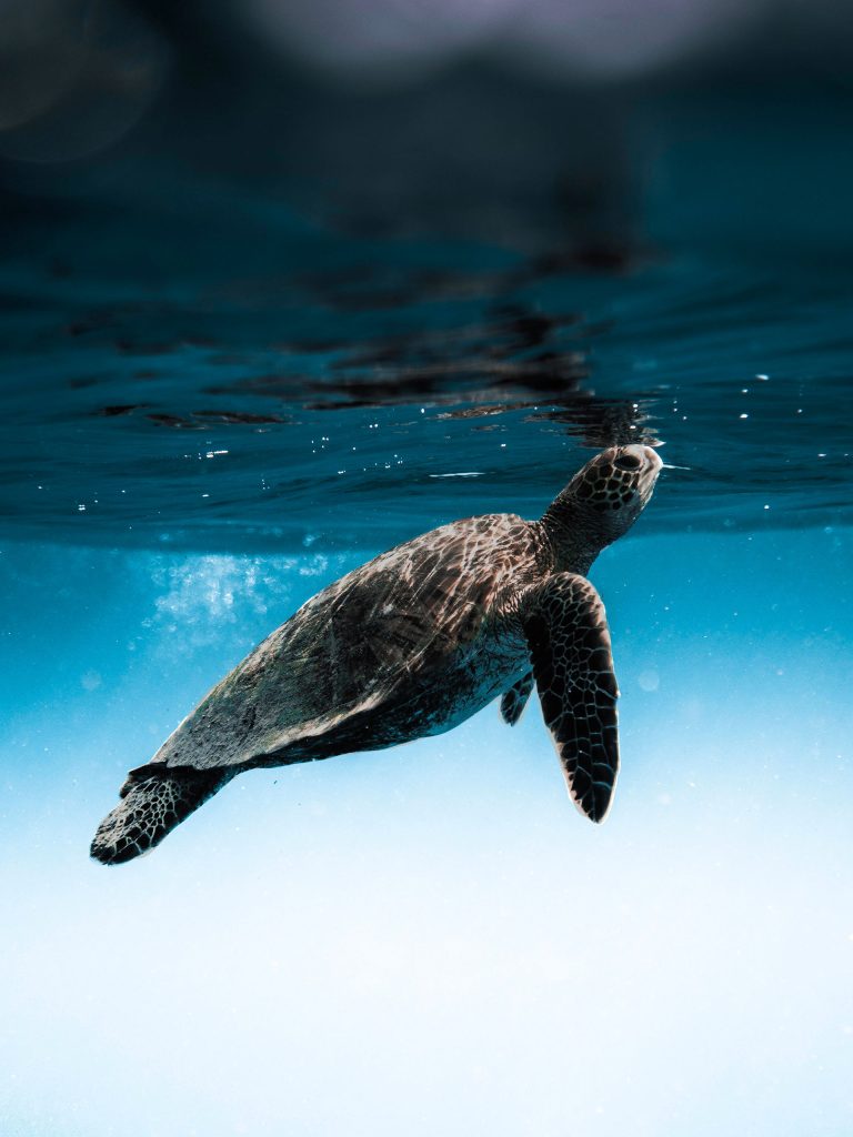 The Most Incredible Marine Life Experiences to Have on Your Next Trip