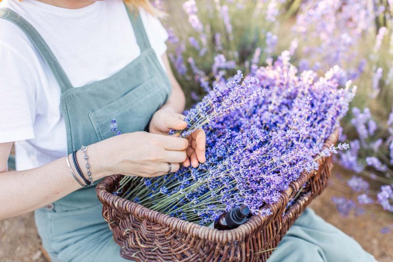 New Zealand’s most Beautiful Lavender Farms