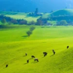 grassland
