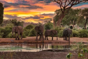 southafrica1