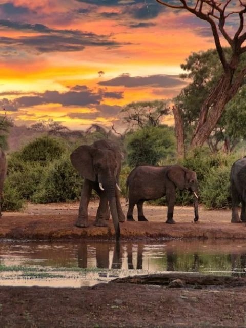 southafrica1