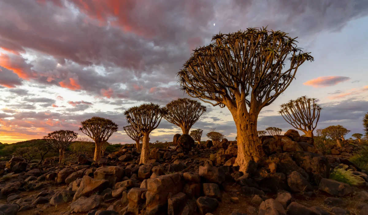 Madagascar